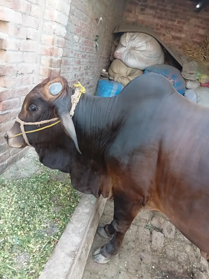 bachra sale Pure sahiwal nice color — photo 4