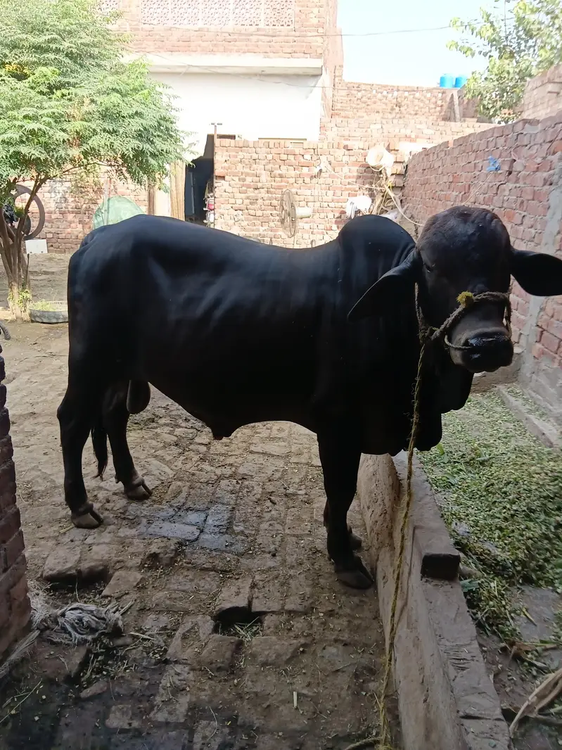 bachra sale Pure sahiwal nice color — photo 5