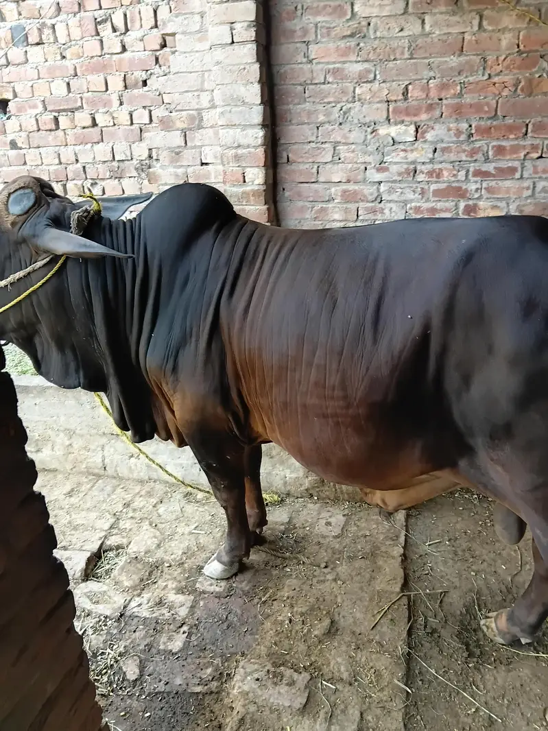 bachra sale Pure sahiwal nice color — photo 6