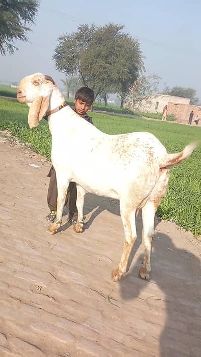 Beautiful Makhi Cheeni Goat 3 Months Pregnant Home Raised /03218617598