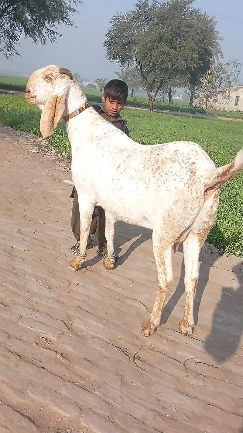 Beautiful Makhi Cheeni Goat 3 Months Pregnant Home Raised /03218617598 — photo 2