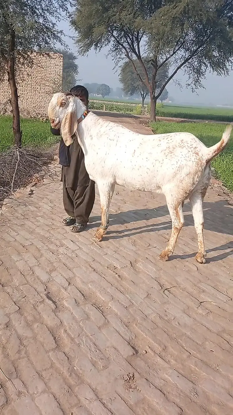 Beautiful Makhi Cheeni Goat 3 Months Pregnant Home Raised /03218617598 — photo 3
