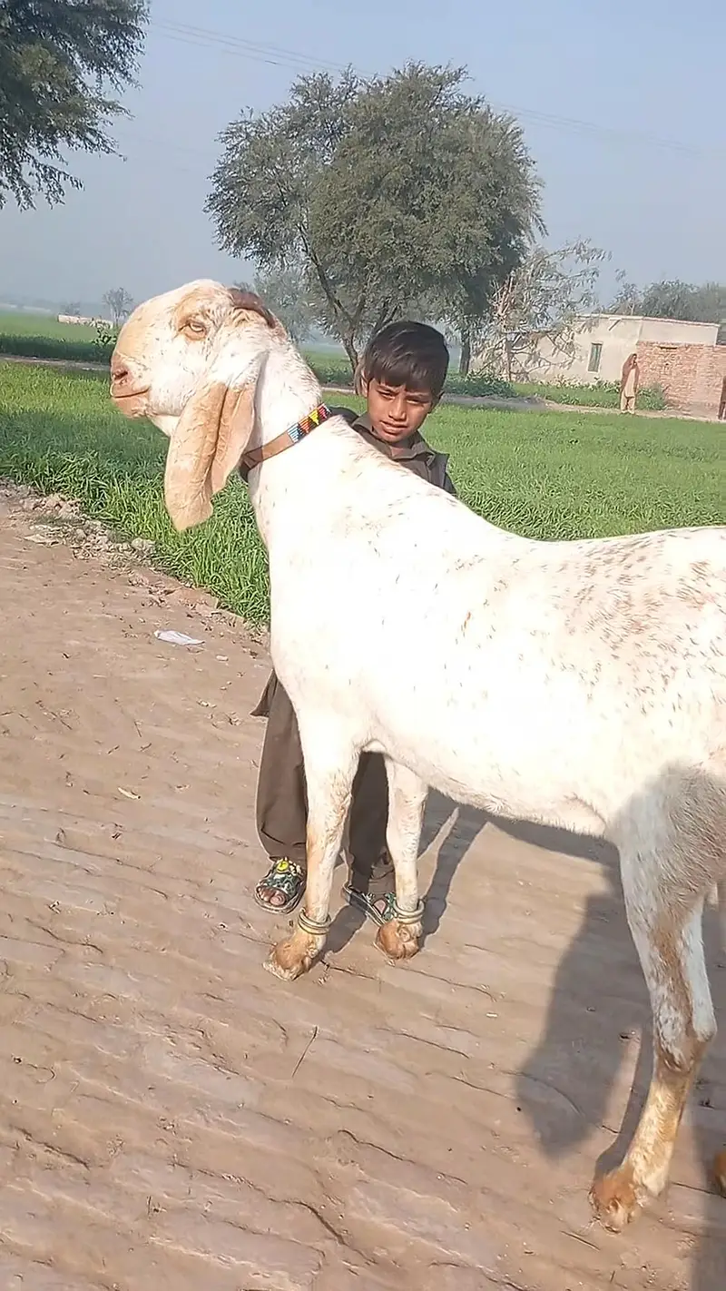 Beautiful Makhi Cheeni Goat 3 Months Pregnant Home Raised /03218617598 — photo 4