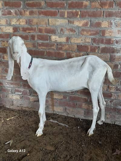 Rajanpuri bakri urgent sale
