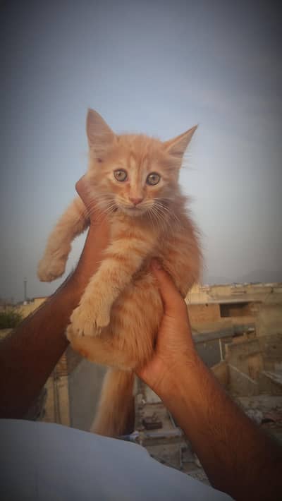 cat for sale