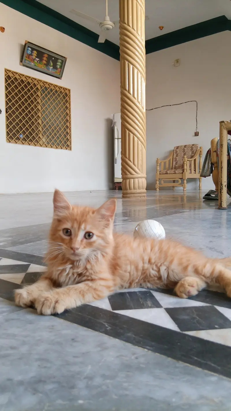 cat for sale — photo 2
