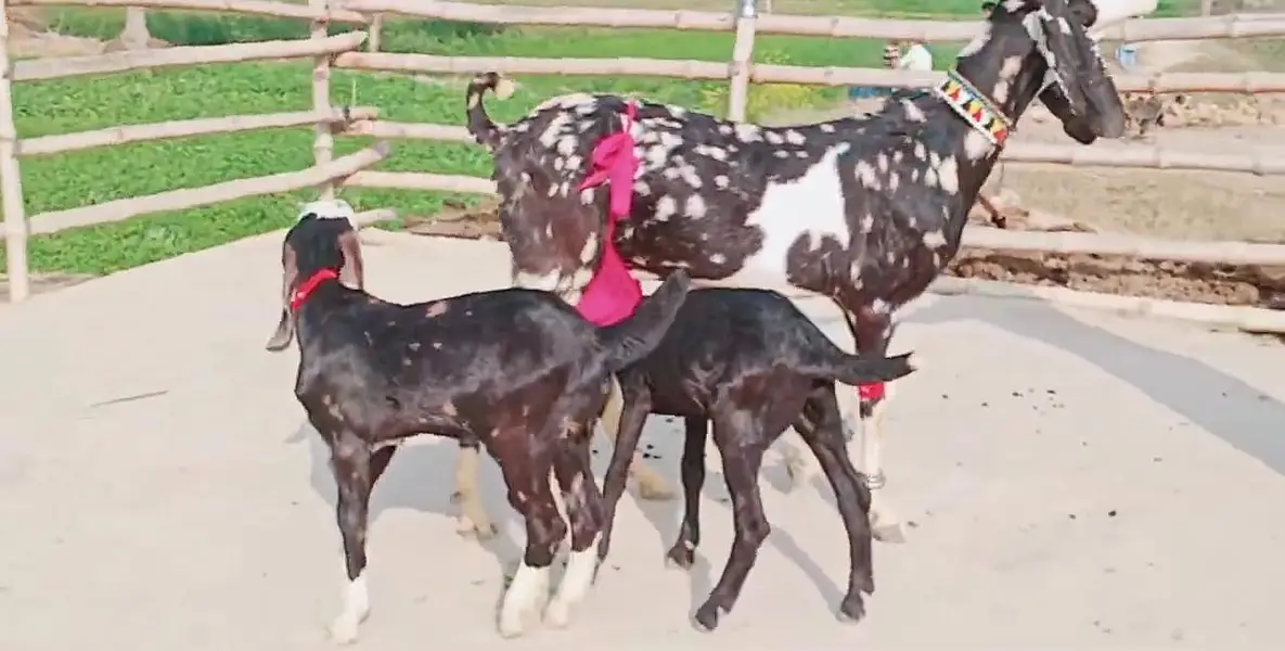 desi Bakri for sale do bacchon wali — photo 3