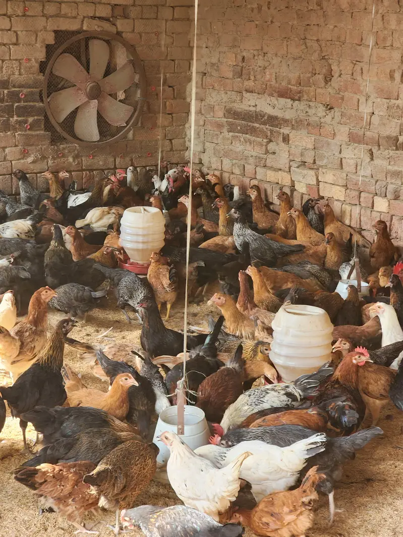 Golden misri | desi hens | eggs stater hens | misri | 1000 gram | hen — photo 2