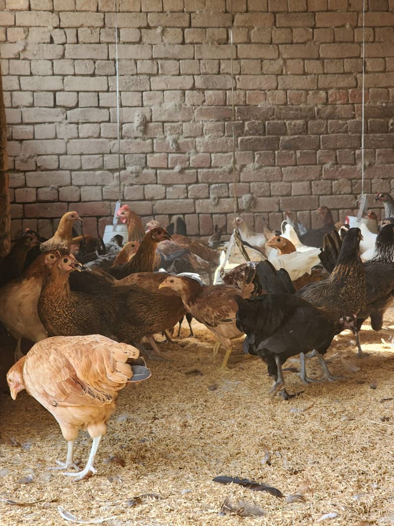 Golden misri | desi hens | eggs stater hens | misri | 1000 gram | hen 2