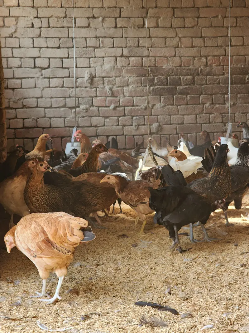 Golden misri | desi hens | eggs stater hens | misri | 1000 gram | hen — photo 3