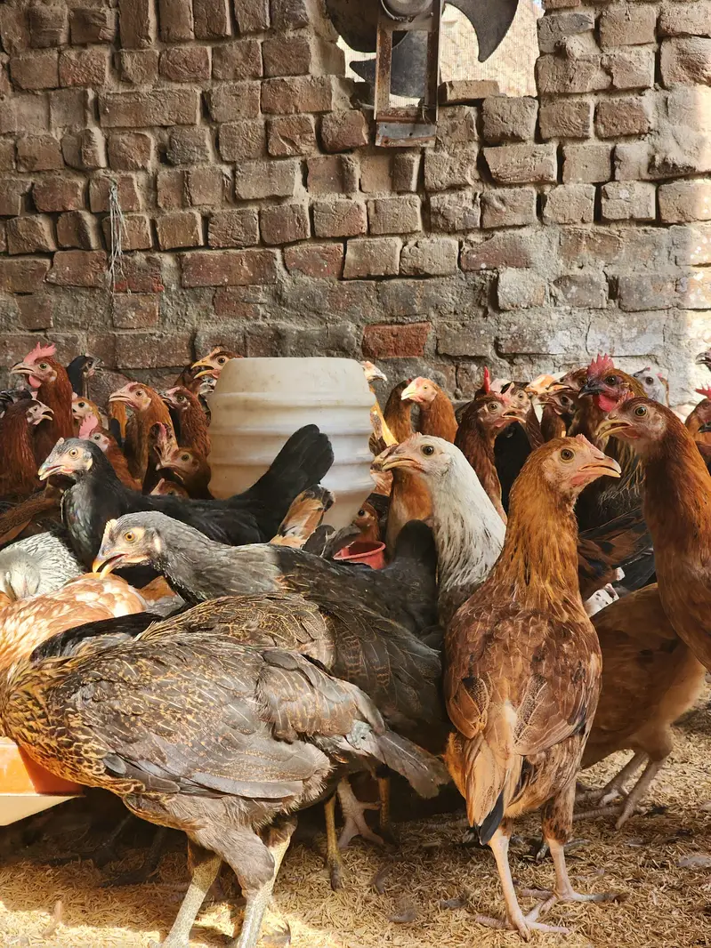 Golden misri | desi hens | eggs stater hens | misri | 1000 gram | hen — photo 4