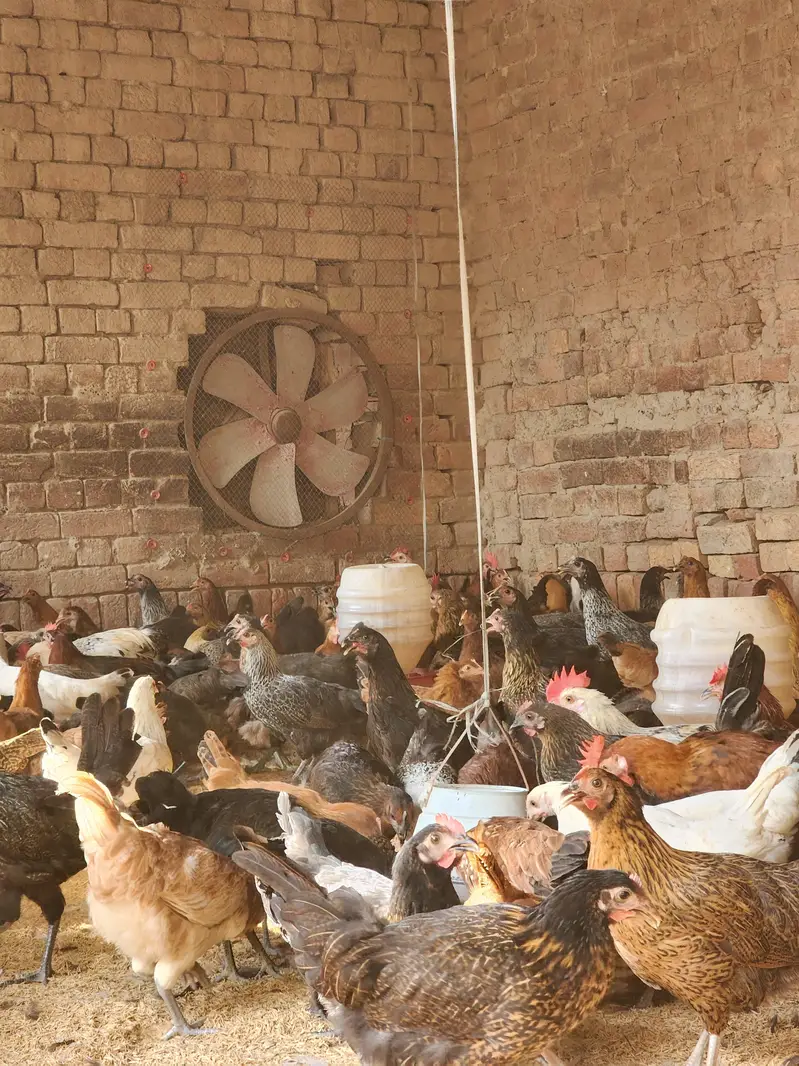 Golden misri | desi hens | eggs stater hens | misri | 1000 gram | hen — photo 5