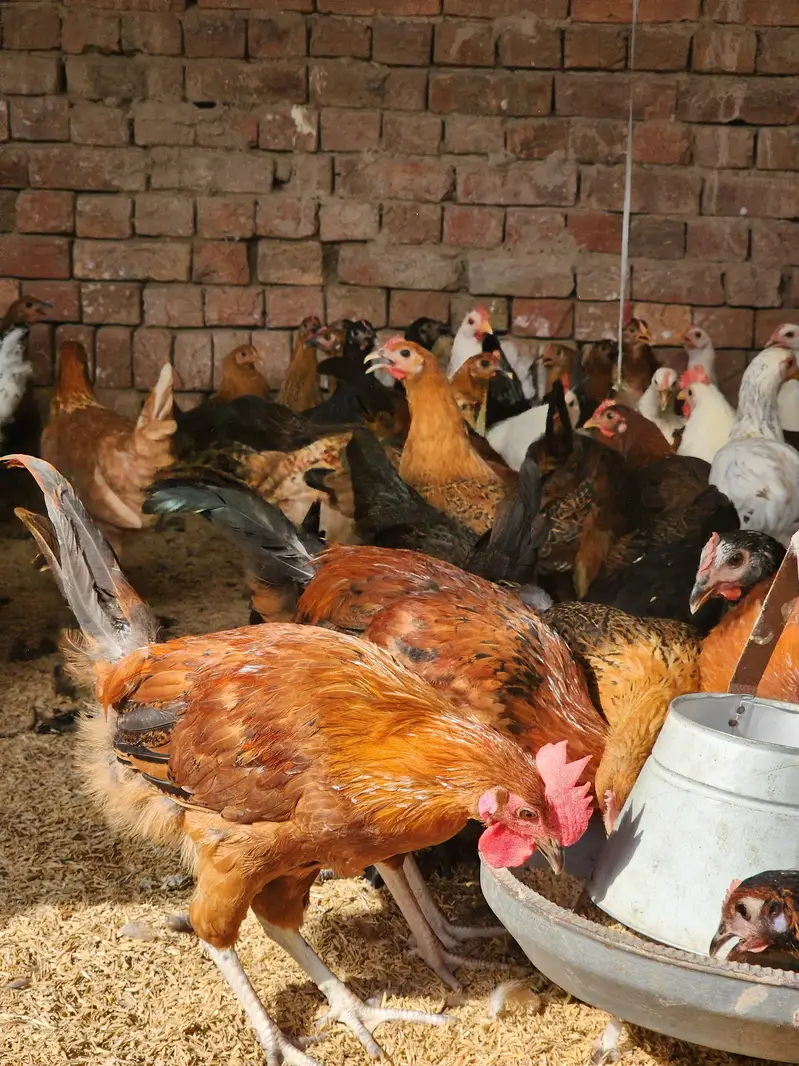 Golden misri | desi hens | eggs stater hens | misri | 1000 gram | hen — photo 7