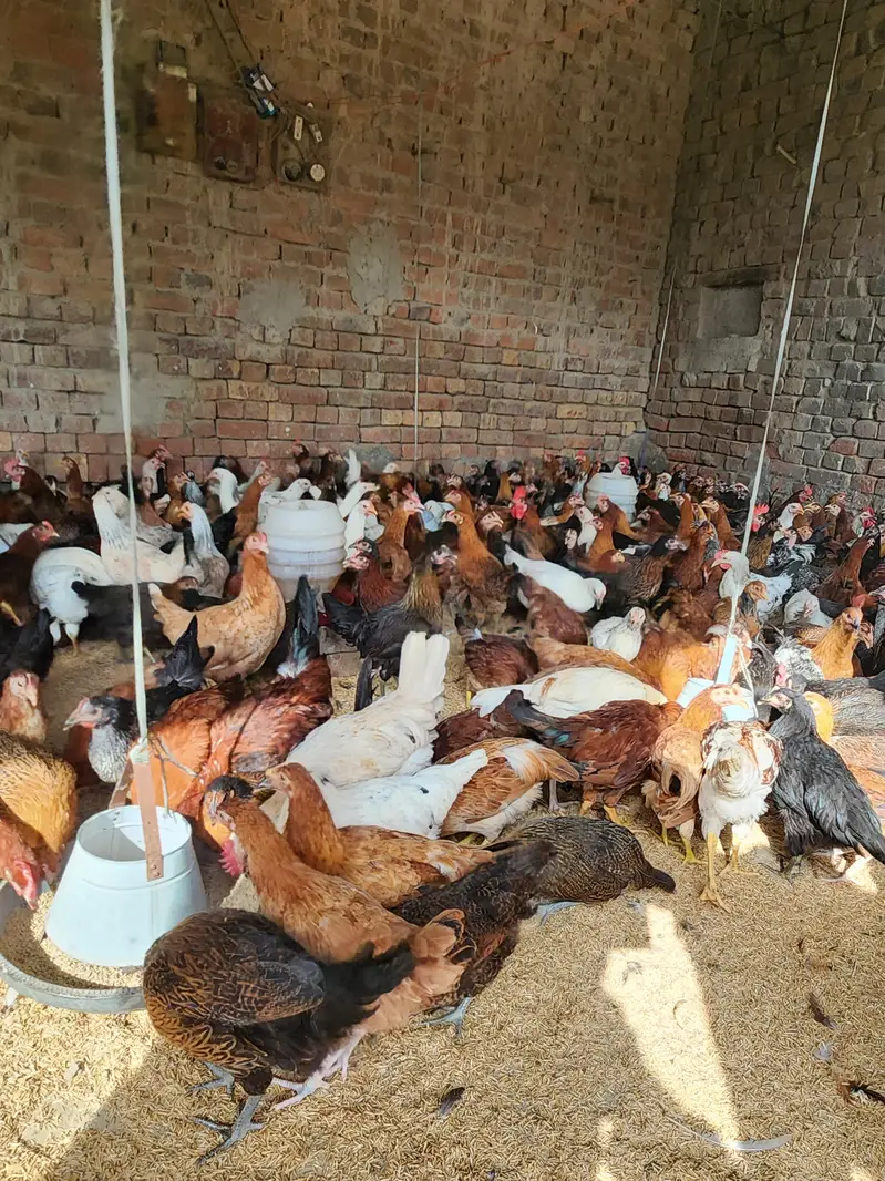 Golden misri | desi hens | eggs stater hens | misri | 1000 gram | hen — photo 8