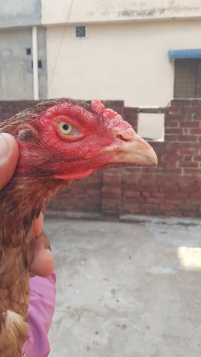 Quality Aseel Females available 9000 per hai