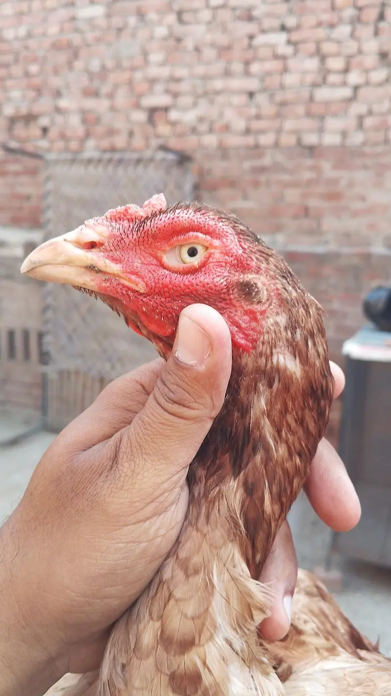 Quality Aseel Females available 9000 per hai — photo 2
