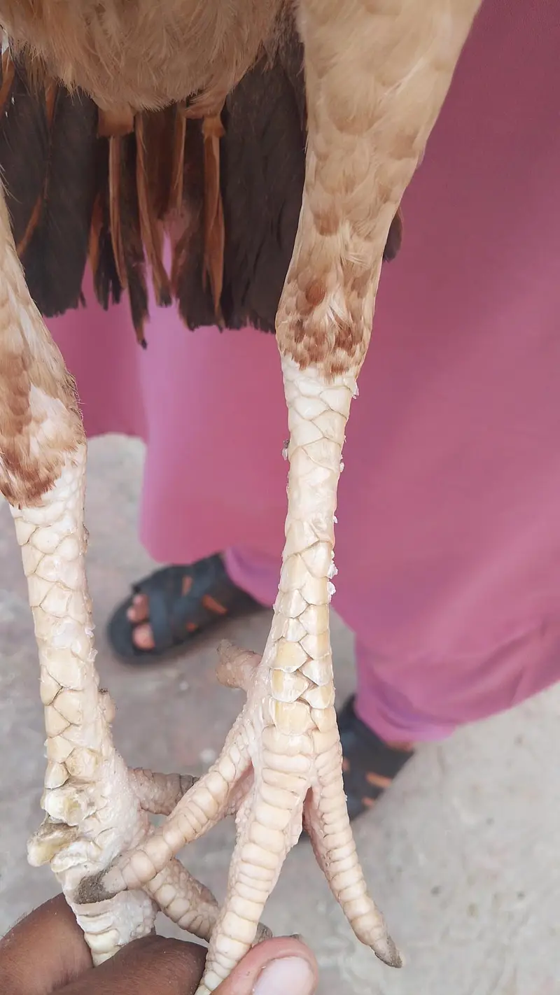 Quality Aseel Females available 9000 per hai — photo 3