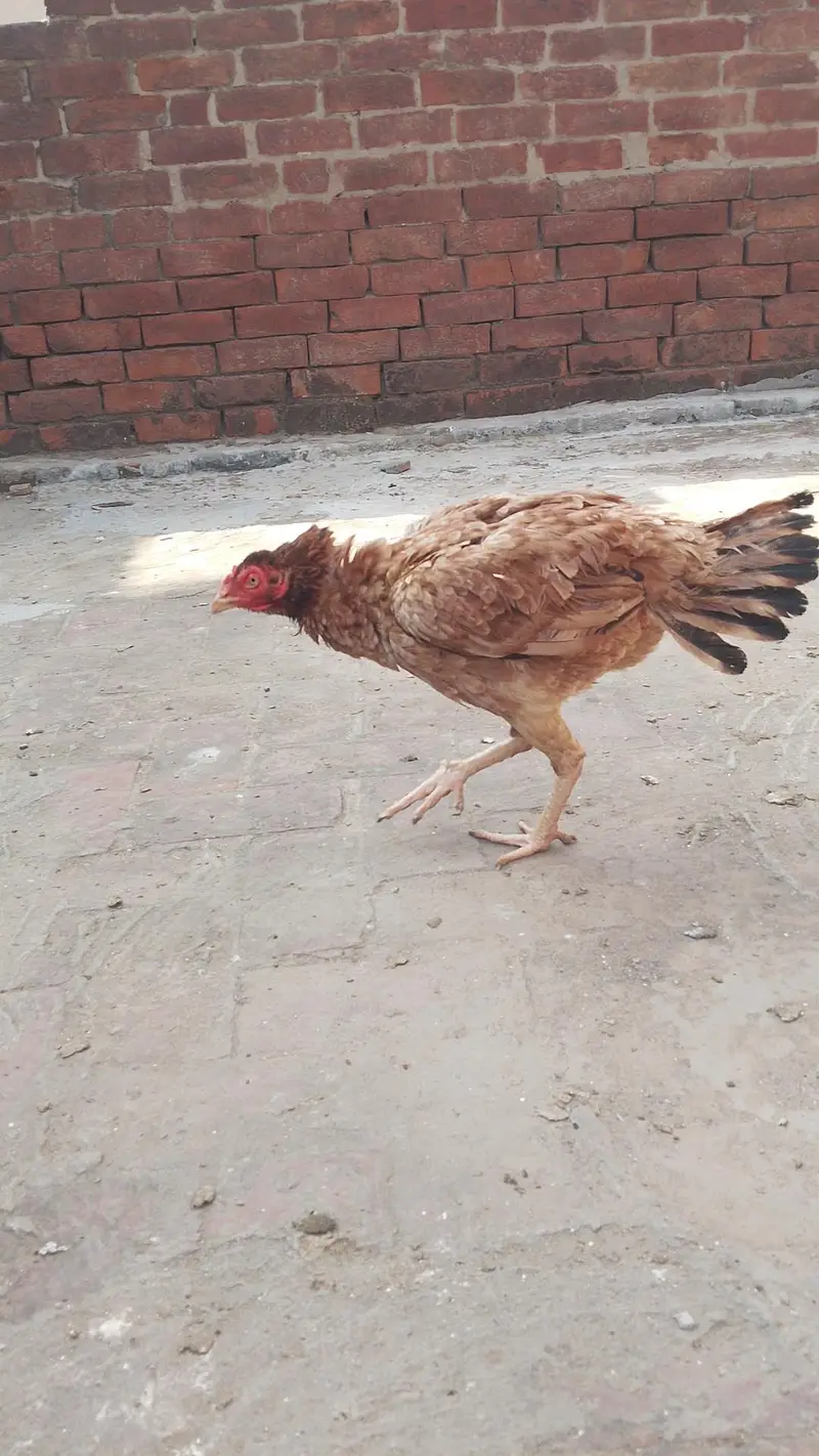 Quality Aseel Females available 9000 per hai — photo 4