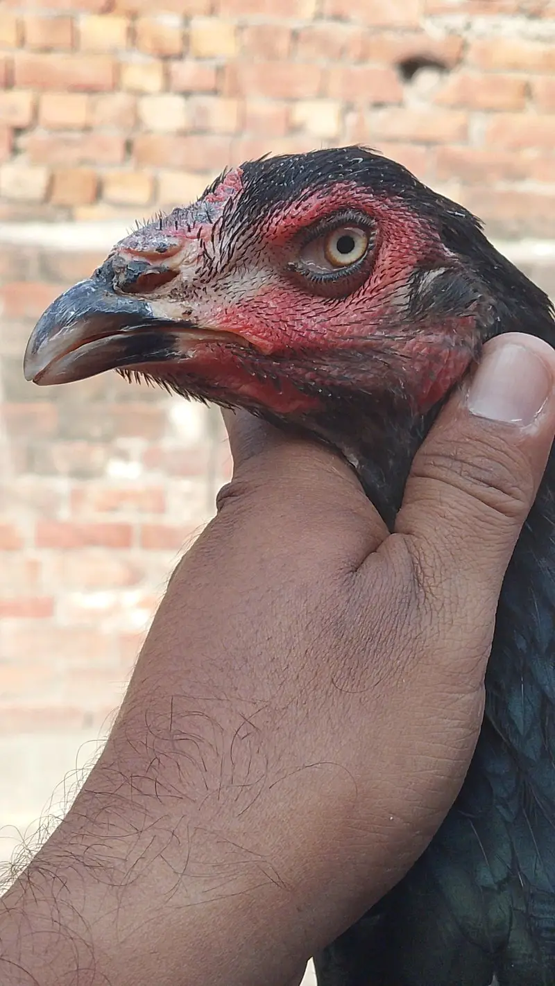 Quality Aseel Females available 9000 per hai — photo 5