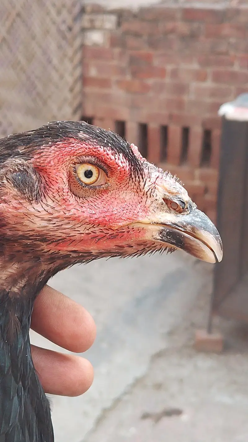 Quality Aseel Females available 9000 per hai — photo 6