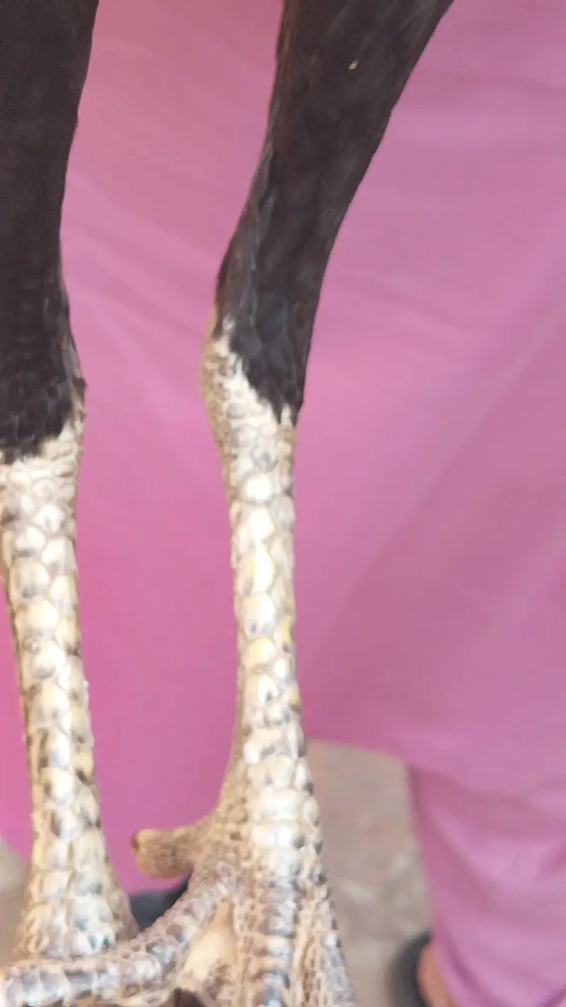 Quality Aseel Females available 9000 per hai — photo 7