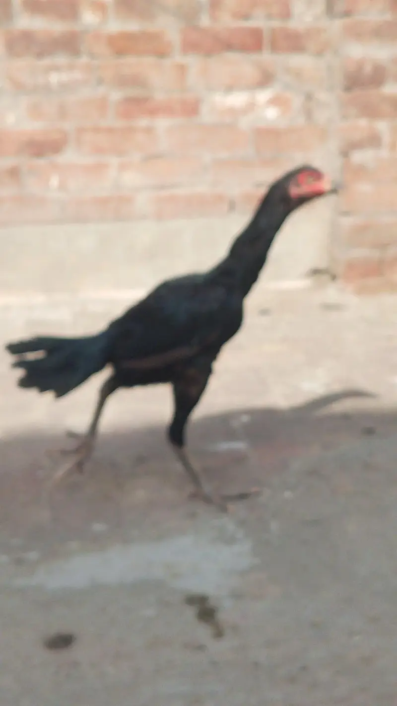 Quality Aseel Females available 9000 per hai — photo 8