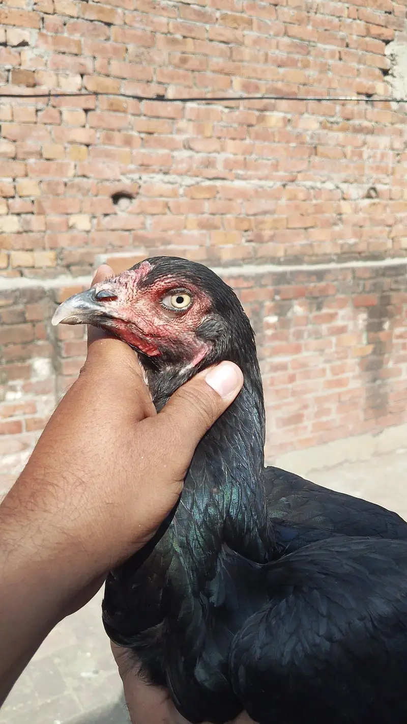 Quality Aseel Females available 9000 per hai — photo 9