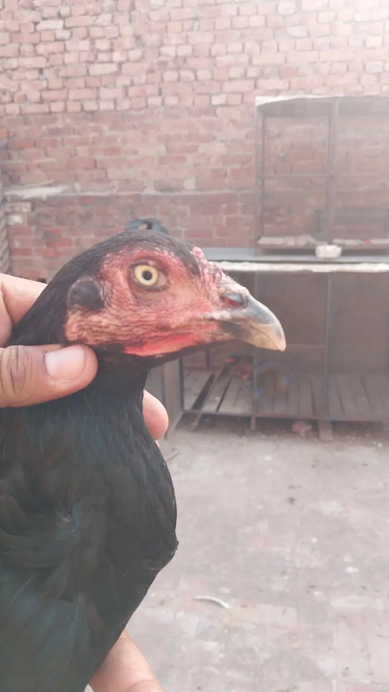 Quality Aseel Females available 9000 per hai — photo 10