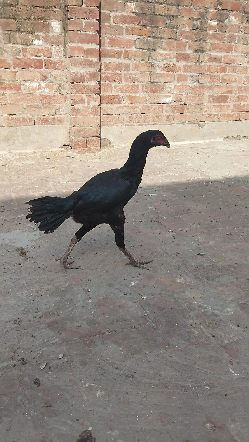 Quality Aseel Females available 9000 per hai — photo 12