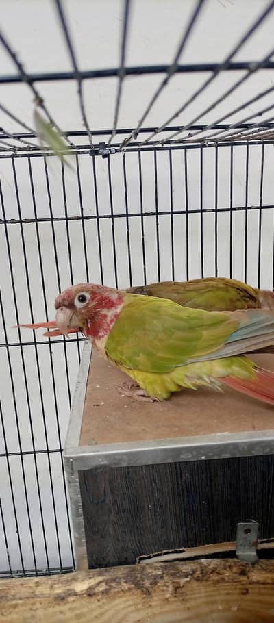 Pineapple Conure Male with DNA certificate