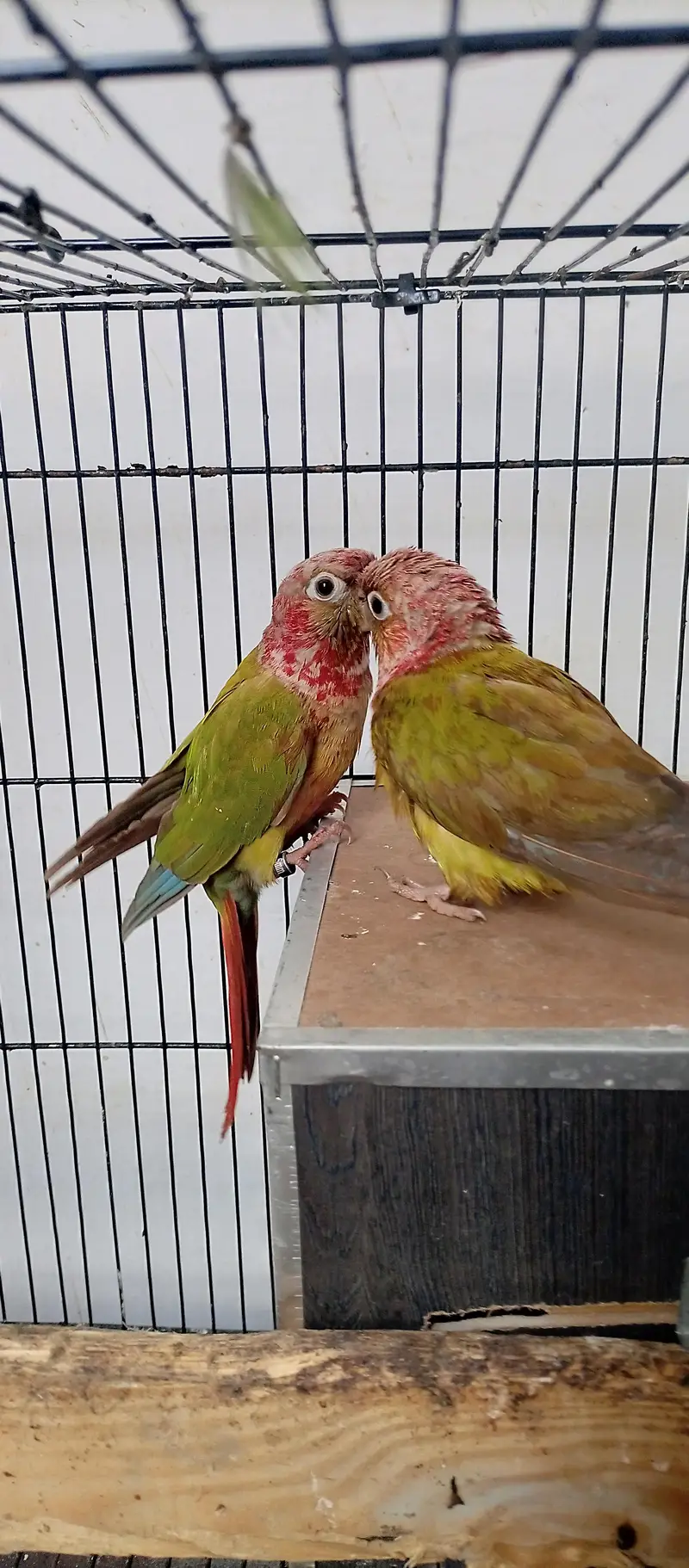 Pineapple Conure Male with DNA certificate — photo 2