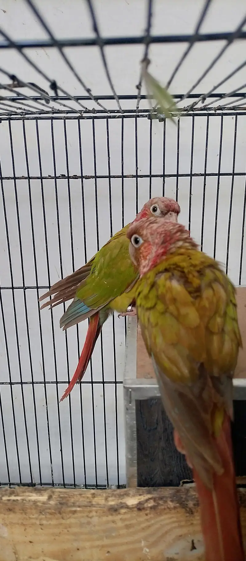 Pineapple Conure Male with DNA certificate — photo 3
