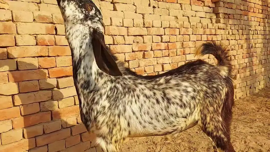 desi Bakra for Sale Mashallah — photo 2