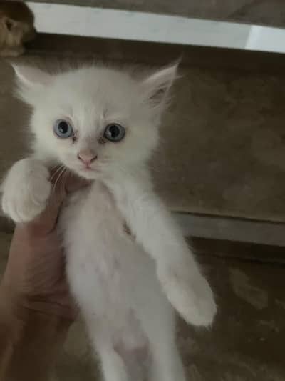 cat lovers