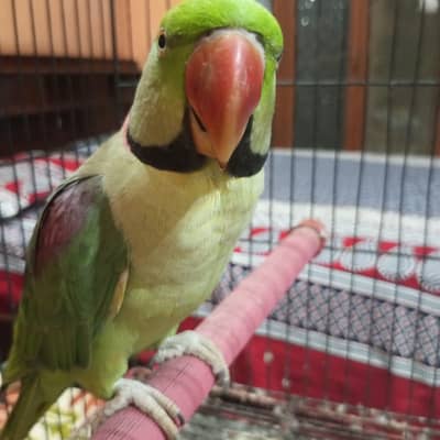 Raw Parrots