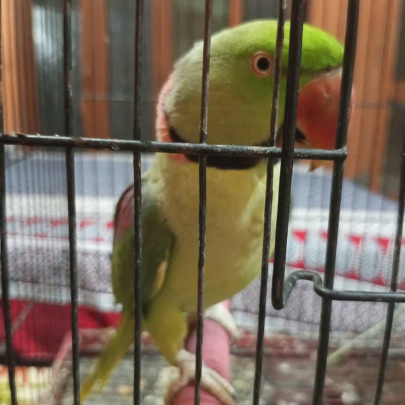 Raw Parrots 1