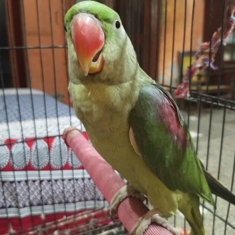Raw Parrots 2