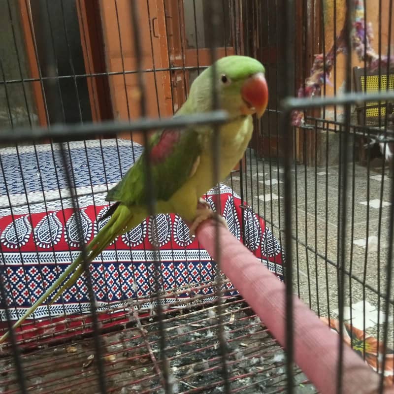 Raw Parrots 3