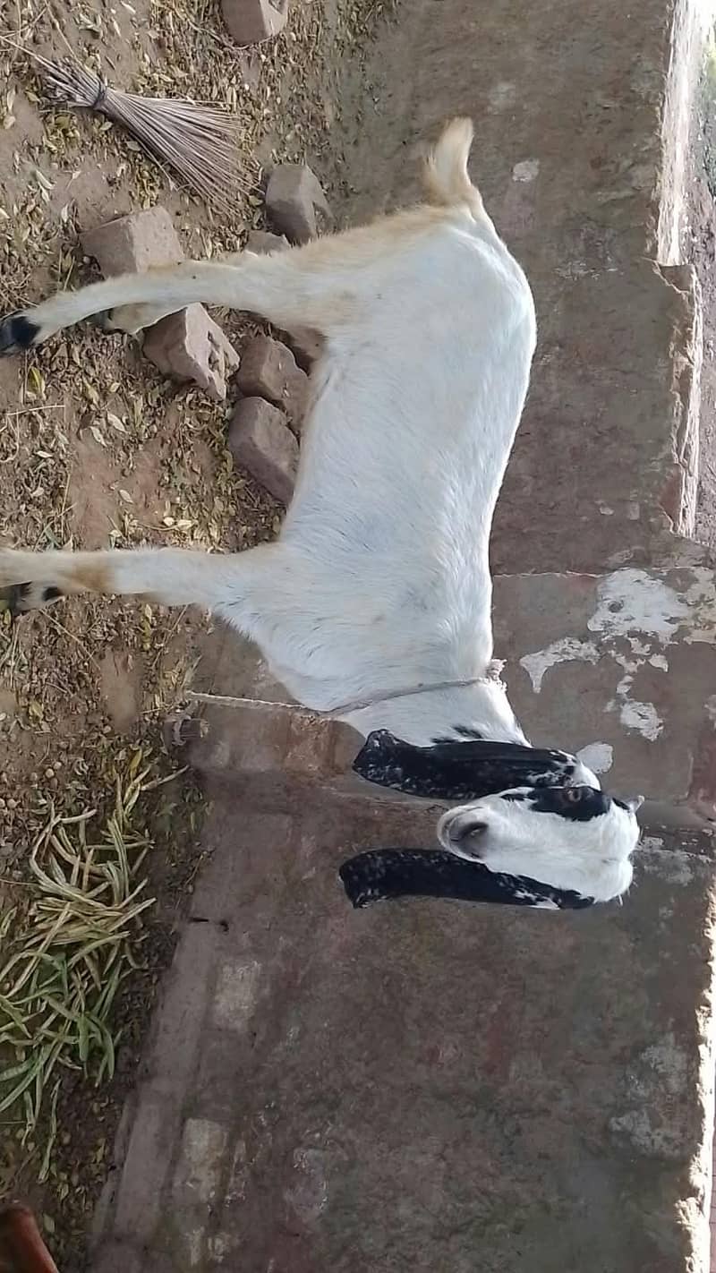 bakriya 3