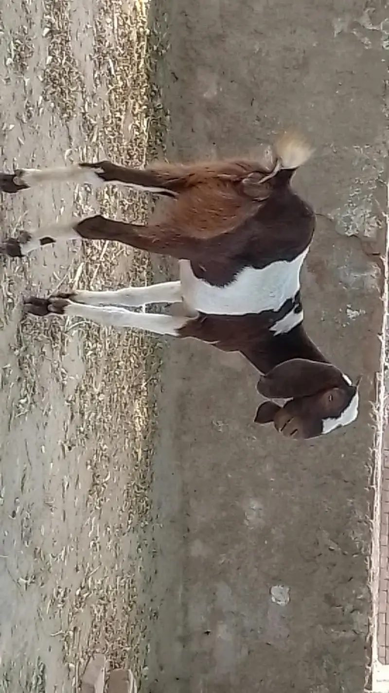 bakriya — photo 6
