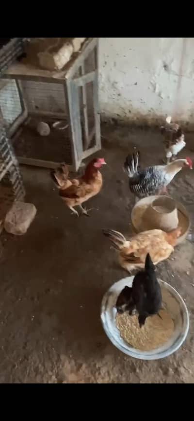 Golden misri hen, ready for eggs lying