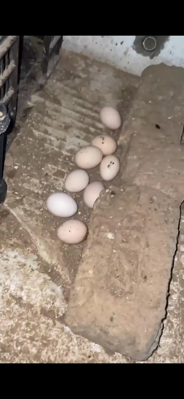 Golden misri hen, ready for eggs lying — photo 2