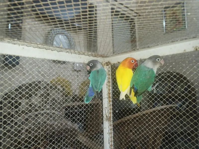 Lovebirds Cocktail Common white Red eyes 03114333791