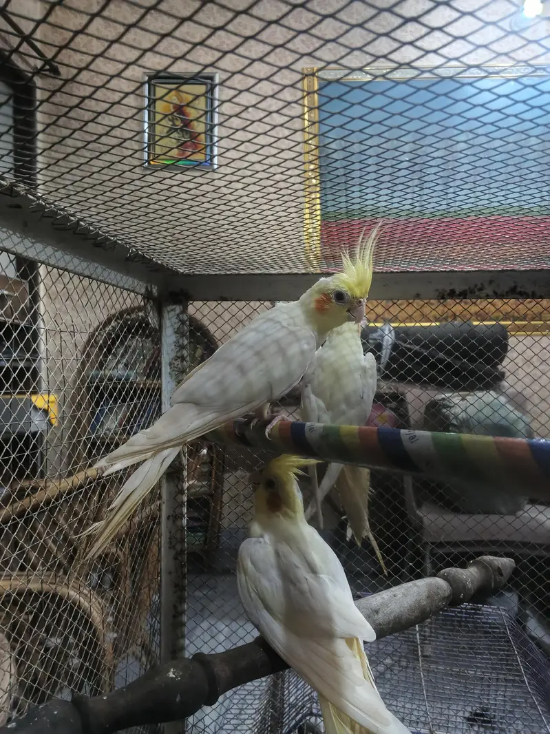Lovebirds Cocktail Common white Red eyes 03114333791 — photo 2