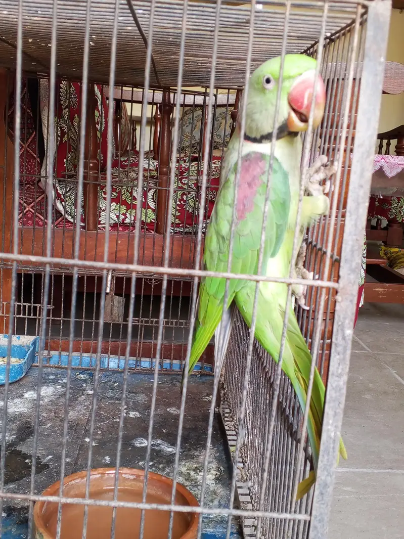 Green parrot  Male