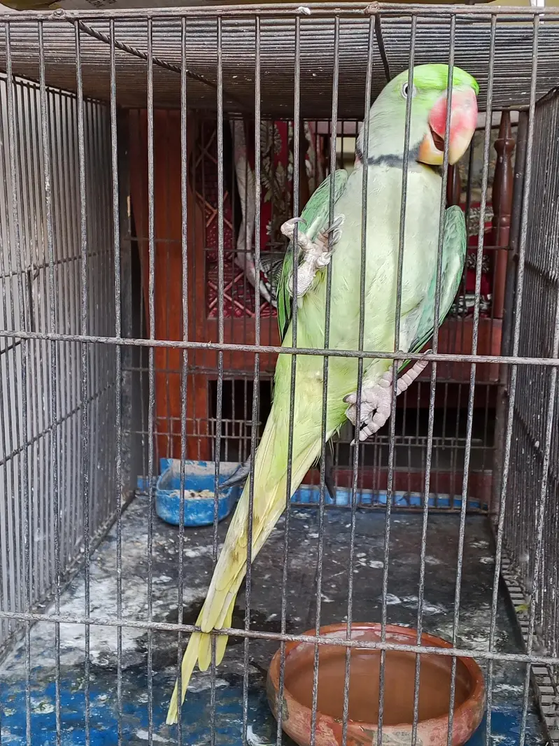 Green parrot  Male — photo 2