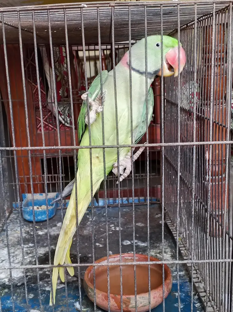 Green parrot  Male — photo 3