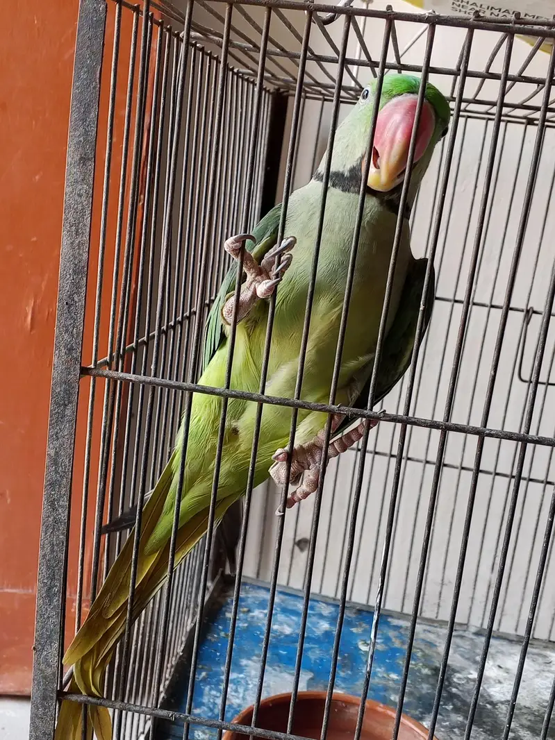 Green parrot  Male — photo 4