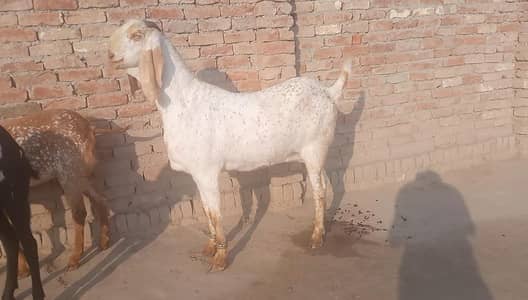 Beautiful Makhi Cheeni Goat 3 Months Pregnant Home Raised <03218617598