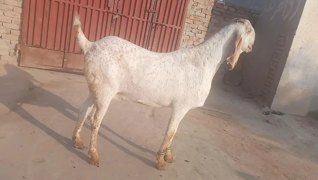 Beautiful Makhi Cheeni Goat 3 Months Pregnant Home Raised <03218617598 — photo 2